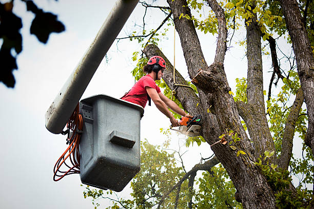 Best Tree Preservation Services  in Santa Fe Springs, CA